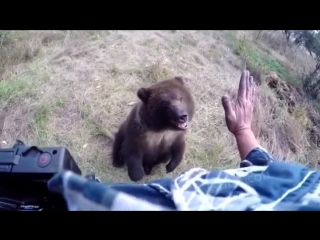 naturalist casey anderson spends time with an orphaned grizzly bear