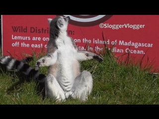 lemurs teach people to enjoy the sun