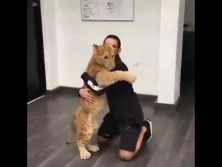 lion cub misses his friend