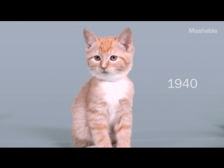 the evolution of kitten beauty over 100 years