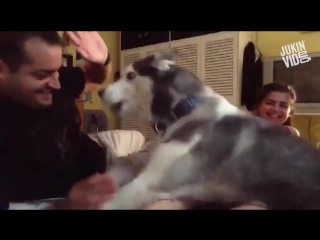 husky protects owner