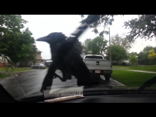 crow just aint moving