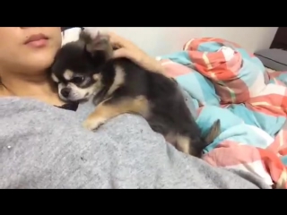 dog cuddles up to owner