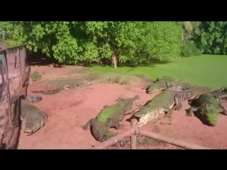 crocodile tore off another crocodile's leg