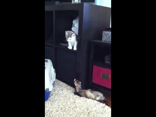 kangaroo cat vs ferret